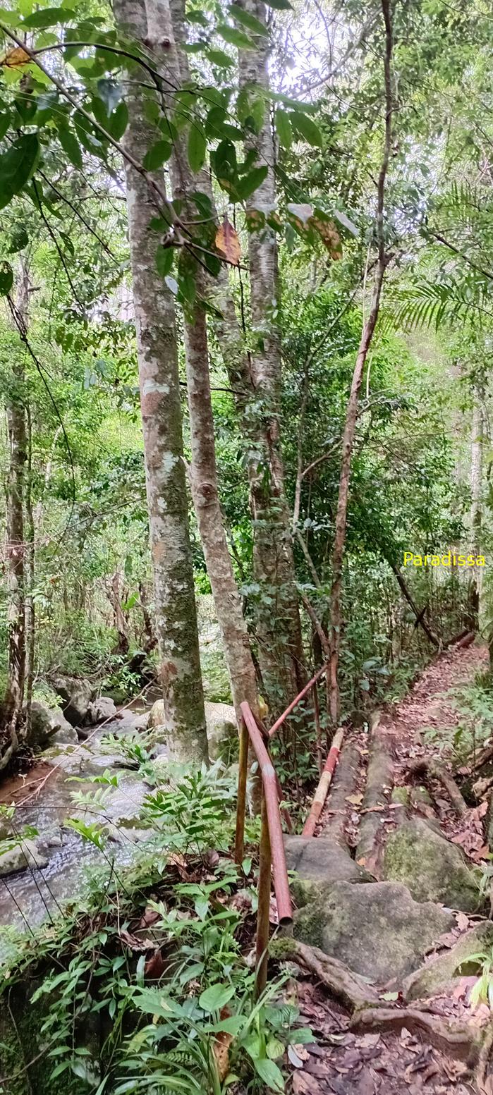 Birding at the Bidoup - Nui Ba National Park, Vietnam