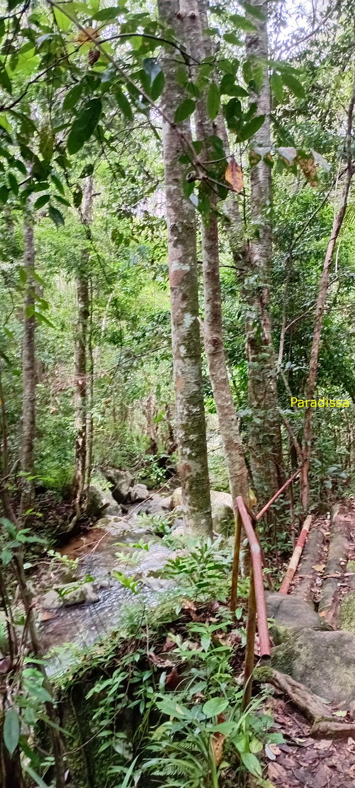 Birding at the Bidoup - Nui Ba National Park, Vietnam