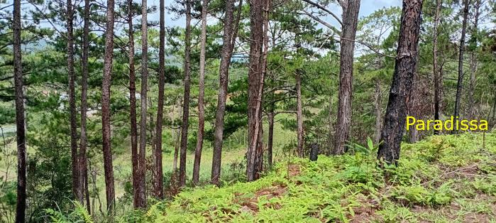 Birding at the Bidoup - Nui Ba National Park, Vietnam