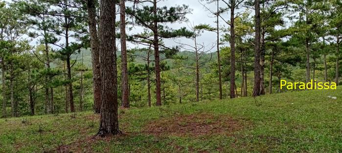 Birding at the Bidoup - Nui Ba National Park, Vietnam