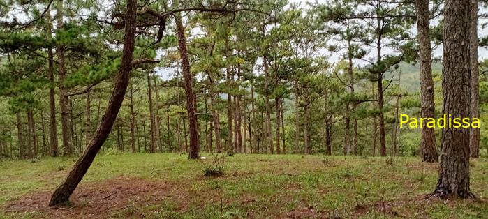 Birding at the Bidoup - Nui Ba National Park, Vietnam