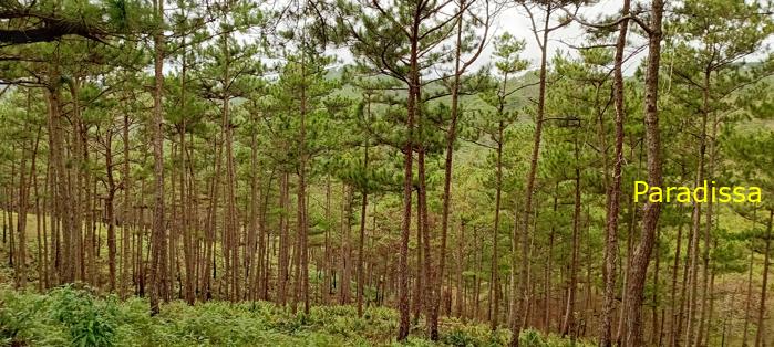 Birding at the Bidoup - Nui Ba National Park, Vietnam