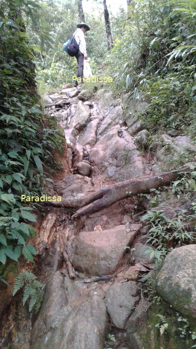 A slippery path on the trek to Mount Ky Quan San Bach Moc Luong Tu