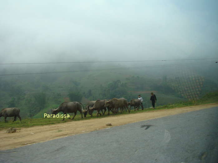 Scenic road trip to Sapa from Lao Cai City