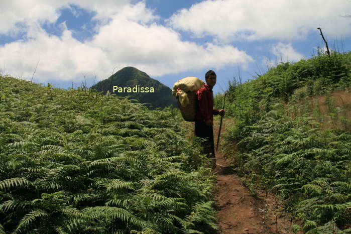 A mountain covered with thick and high fern bushes on the trek to the summit of the Lao Than Mountain