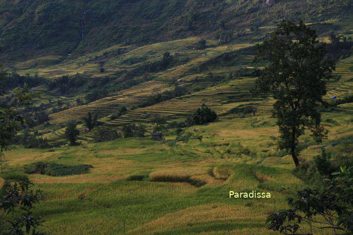 Rice terraces at the The Pa Valley at Y Ty, Bat Xat, Lao Cai