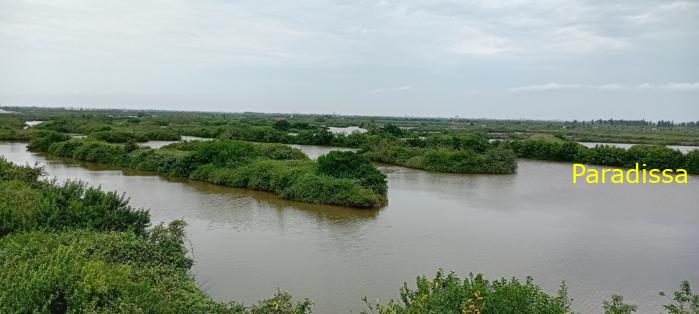 Birding at the Xuan Thuy National Park, Nam Dinh Province, Vietnam
