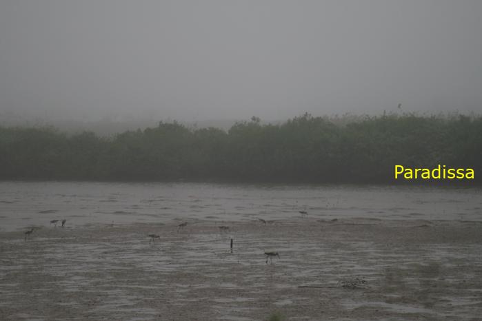 Birding at the Xuan Thuy National Park, Nam Dinh Province, Vietnam