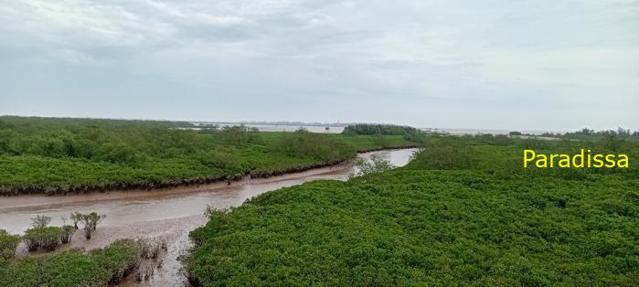 Birding at the Xuan Thuy National Park, Nam Dinh Province, Vietnam
