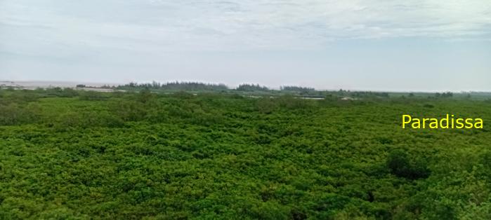 Birding at the Xuan Thuy National Park, Nam Dinh Province, Vietnam