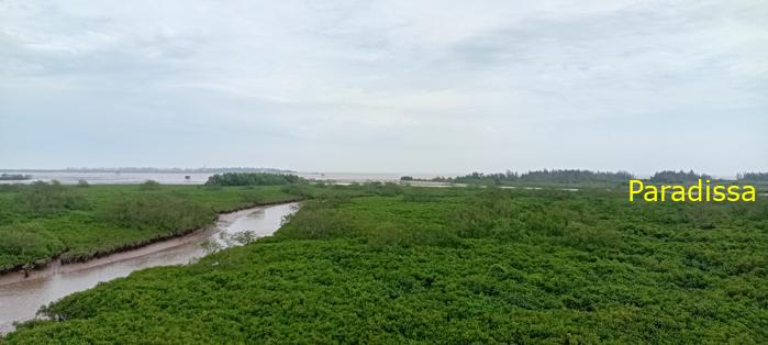 Birding at the Xuan Thuy National Park, Nam Dinh Province, Vietnam
