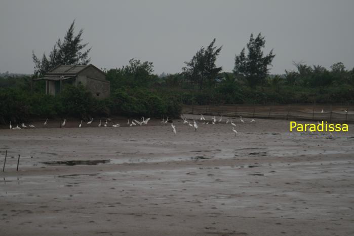 Birding at the Xuan Thuy National Park, Nam Dinh Province, Vietnam