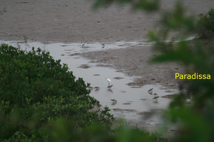 Birding at the Xuan Thuy National Park, Nam Dinh Province, Vietnam