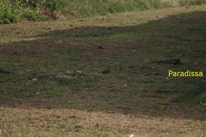 Birding at the Xuan Thuy National Park, Nam Dinh Province, Vietnam