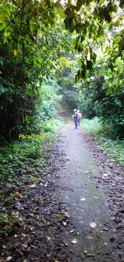 A path through a botanical garden at Cuc Phuong National Park