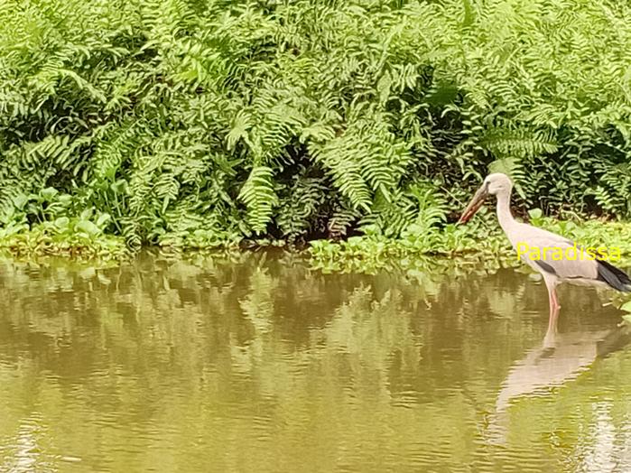Bird watching at Van Long Wetland Reserve Bird watching at Van Long Wetland Reserve