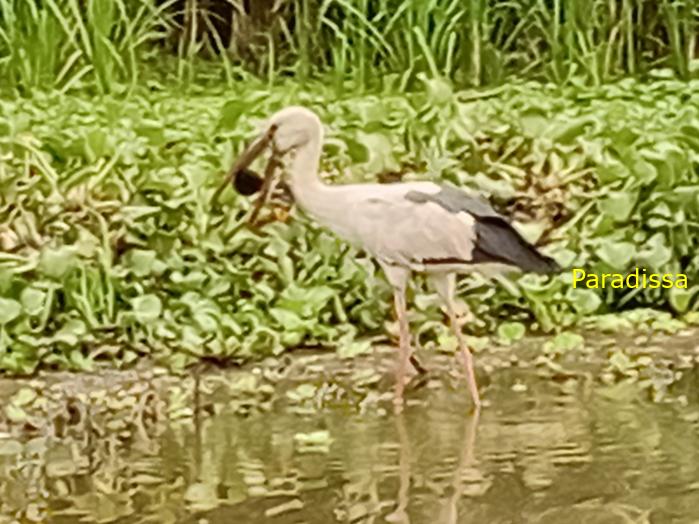Bird watching at Van Long Wetland Reserve Bird watching at Van Long Wetland Reserve