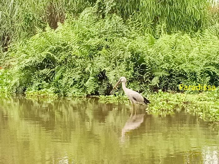 Birding and bird watching at Van Long Wetland Reserve in Ninh Binh, Vietnam