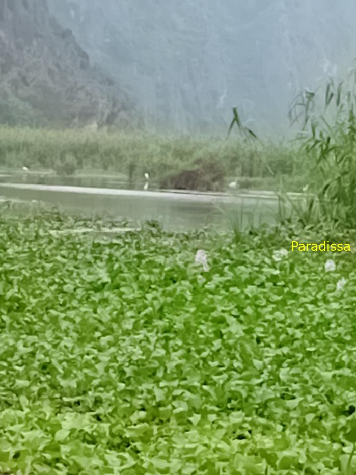 Birding and bird watching at Van Long Wetland Reserve in Ninh Binh, Vietnam
