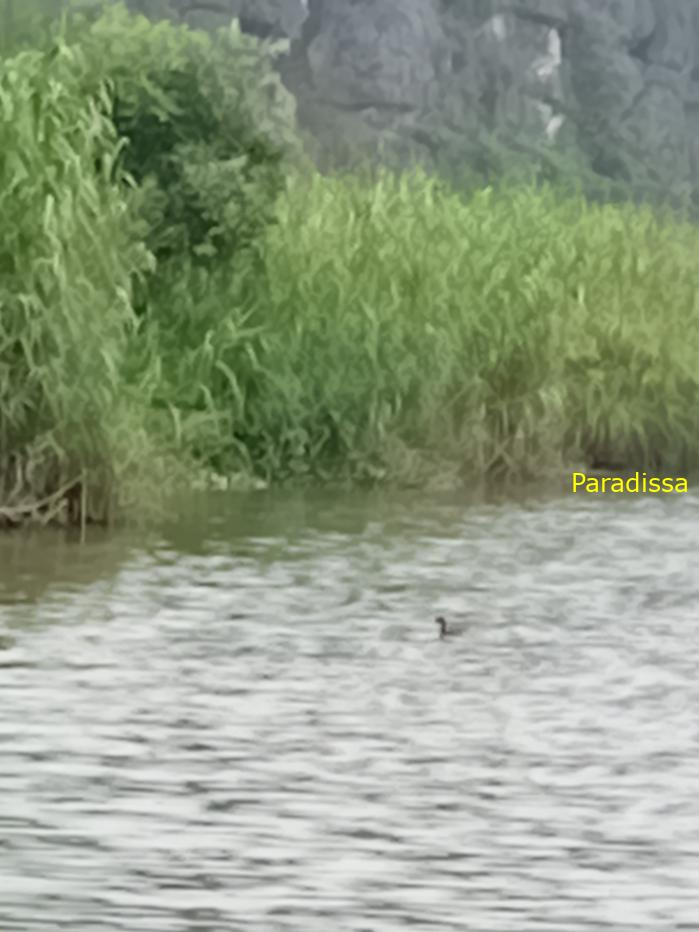 Birding and bird watching at Van Long Wetland Reserve in Ninh Binh, Vietnam