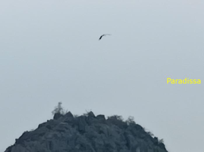 Birding and bird watching at Van Long Wetland Reserve in Ninh Binh, Vietnam
