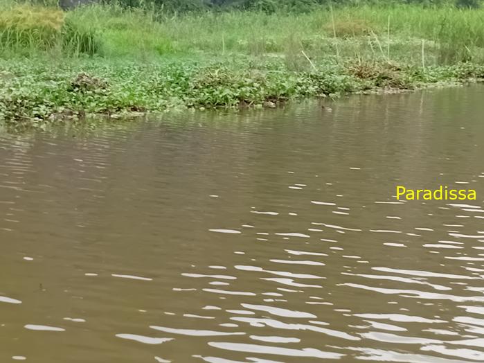 Birding and bird watching at Van Long Wetland Reserve in Ninh Binh, Vietnam
