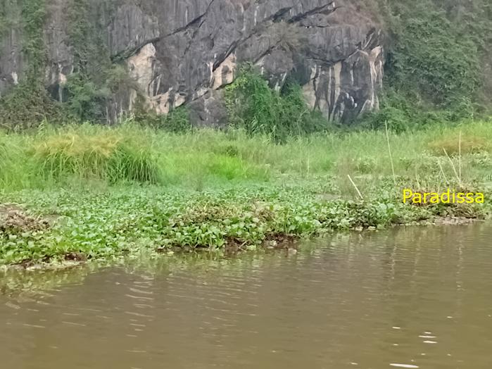 Birding and bird watching at Van Long Wetland Reserve in Ninh Binh, Vietnam
