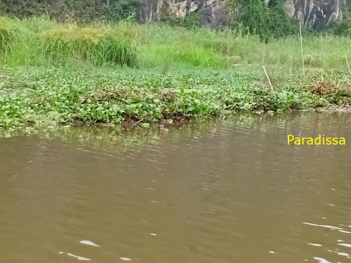 Birding and bird watching at Van Long Wetland Reserve in Ninh Binh, Vietnam