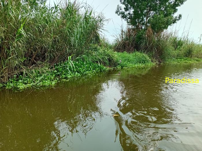 Birding and bird watching at Van Long Wetland Reserve in Ninh Binh, Vietnam