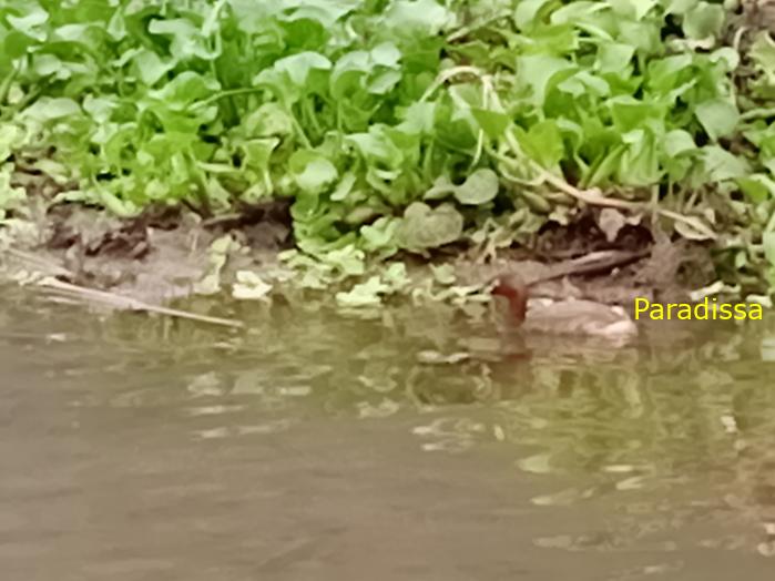 Birding and bird watching at Van Long Wetland Reserve in Ninh Binh, Vietnam
