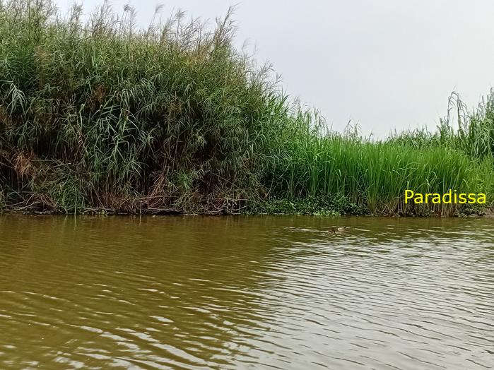 Birding and bird watching at Van Long Wetland Reserve in Ninh Binh, Vietnam