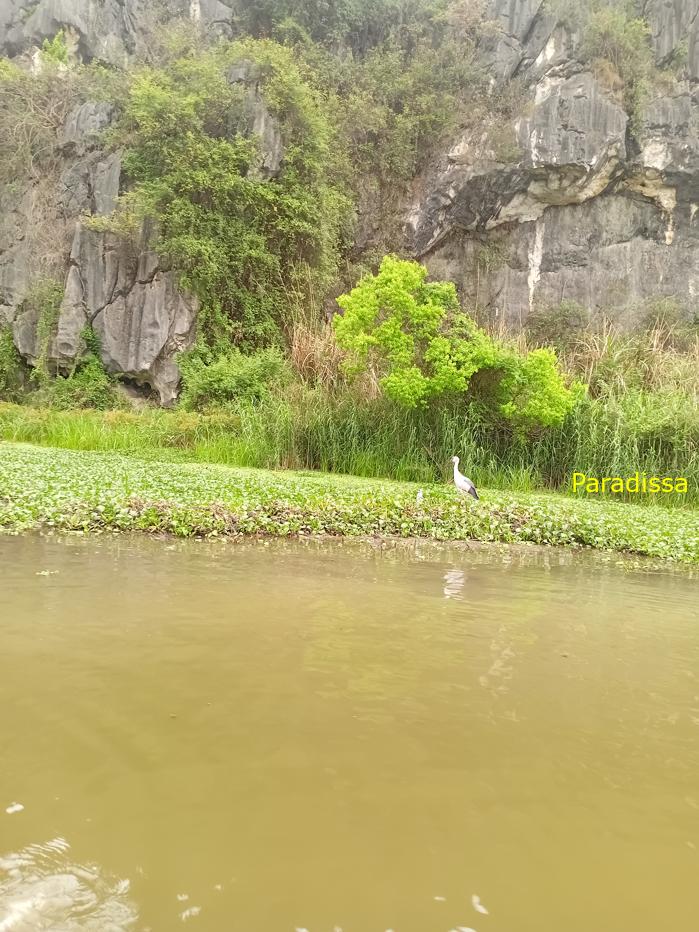 Birding and bird watching at Van Long Wetland Reserve in Ninh Binh, Vietnam