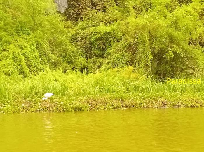 Birding and bird watching at Van Long Wetland Reserve in Ninh Binh, Vietnam