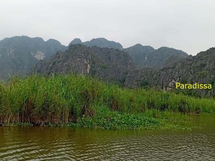 Birding and bird watching at Van Long Wetland Reserve in Ninh Binh, Vietnam