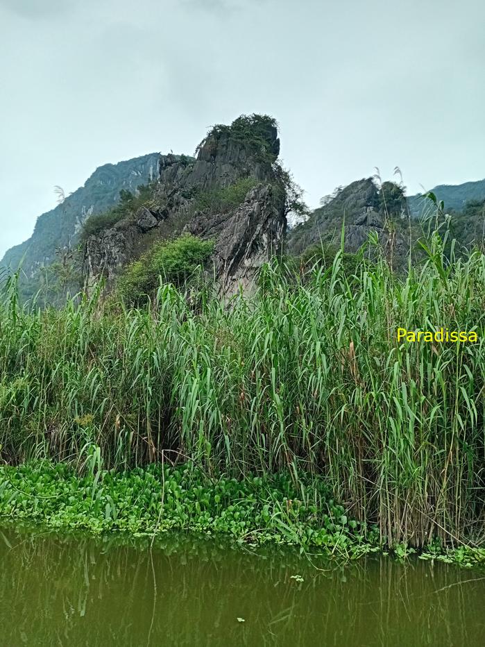 Birding and bird watching at Van Long Wetland Reserve in Ninh Binh, Vietnam