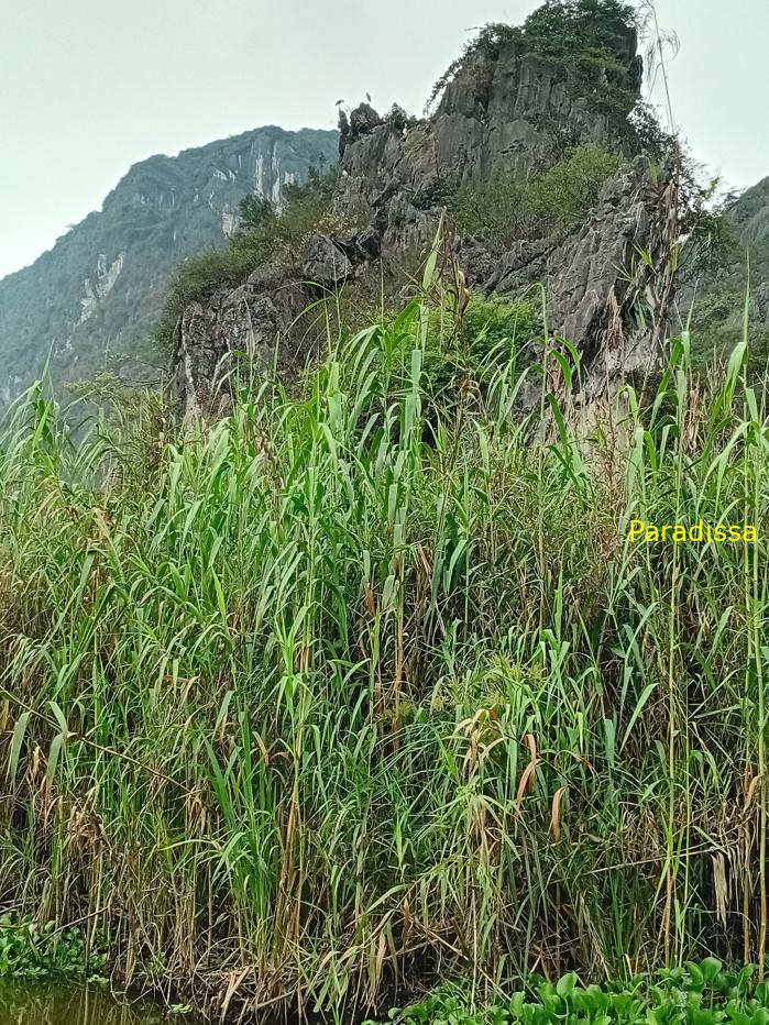 Birding and bird watching at Van Long Wetland Reserve in Ninh Binh, Vietnam