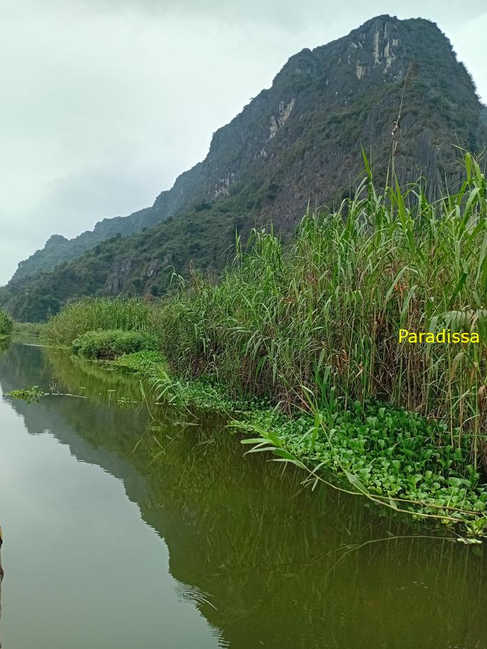 Birding and bird watching at Van Long Wetland Reserve in Ninh Binh, Vietnam