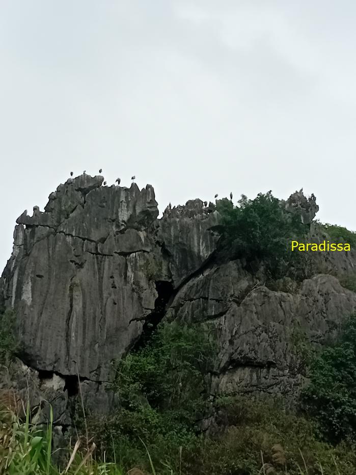 Birding and bird watching at Van Long Wetland Reserve in Ninh Binh, Vietnam