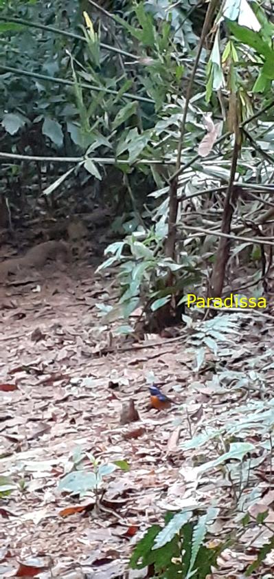 Birdwatching at Cuc Phuong National Park in Ninh Binh, Vietnam