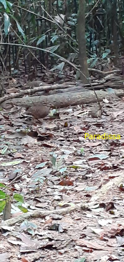 Birdwatching at Cuc Phuong National Park in Ninh Binh, Vietnam