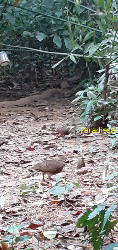 Birdwatching at Cuc Phuong National Park in Ninh Binh, Vietnam