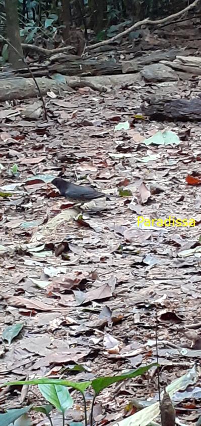 Birdwatching at Cuc Phuong National Park in Ninh Binh, Vietnam