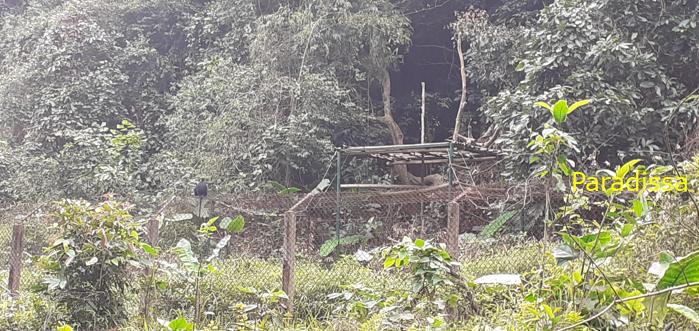 Birdwatching at Cuc Phuong National Park in Ninh Binh, Vietnam
