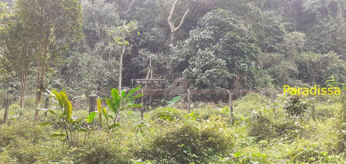 Birdwatching at Cuc Phuong National Park in Ninh Binh, Vietnam