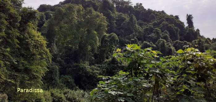 A birding site at the Cuc Phuong National Park where a pied falconet spot perching on top of the forest