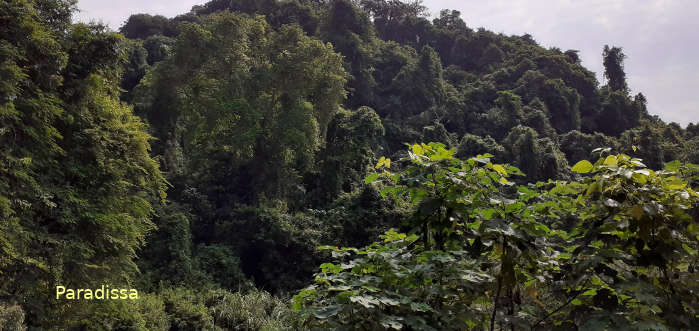 Observing a pied falconet on top of trees at Cuc Phuong National Park