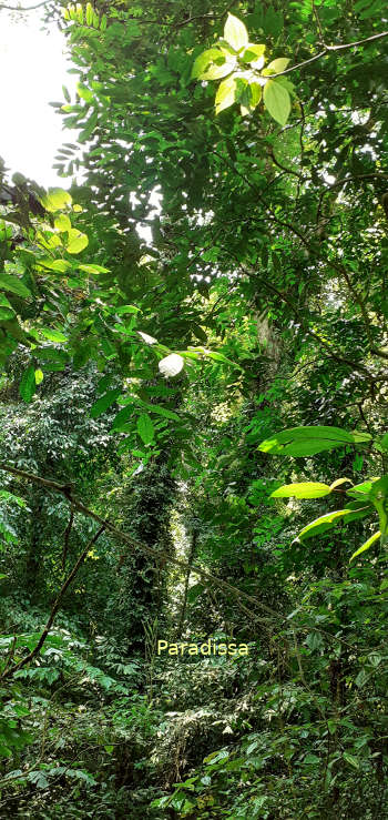 A birding trail amid dense forest of the Cuc Phuong National Park where we keep looking for sight of the limestone wren babblers