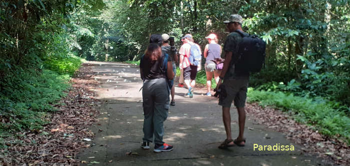 Colorful butterflies on a forest trail at Cuc Phuong National Park