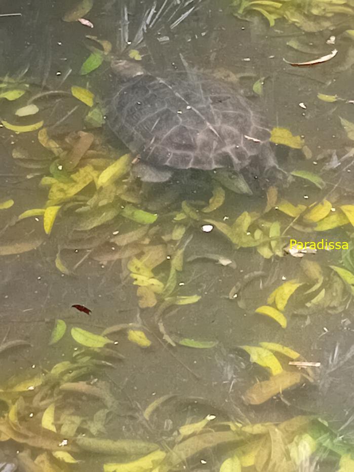 Travel guide to Cuc Phuong National Park in Ninh Binh, Vietnam Travel guide to Cuc Phuong National Park in Ninh Binh, Vietnam