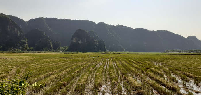 stubble field at Thung Nang Valley, Ninh Binh